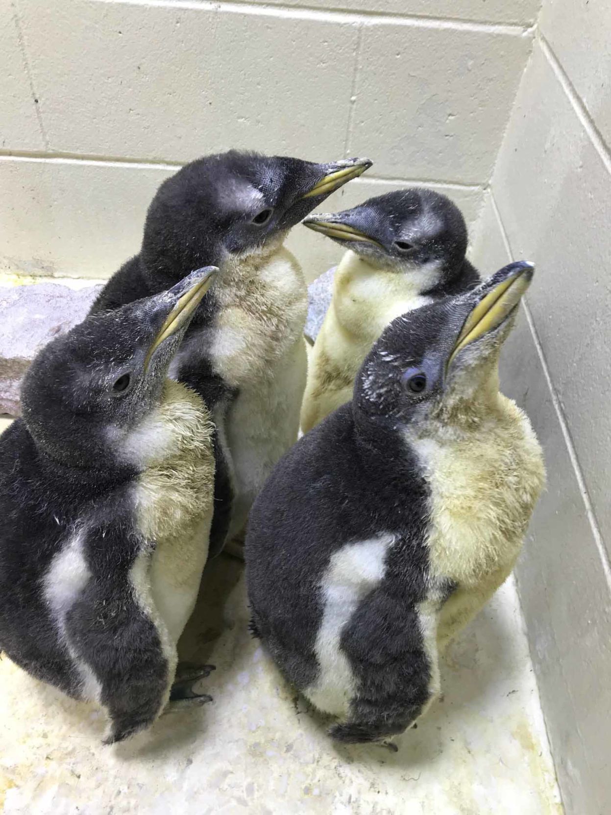 Gentoo penguin chicks